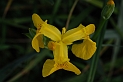 Yellow iris - A
